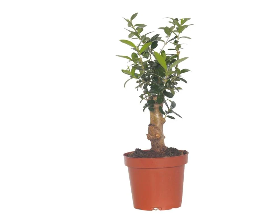 תמונה ממוזערת 1
