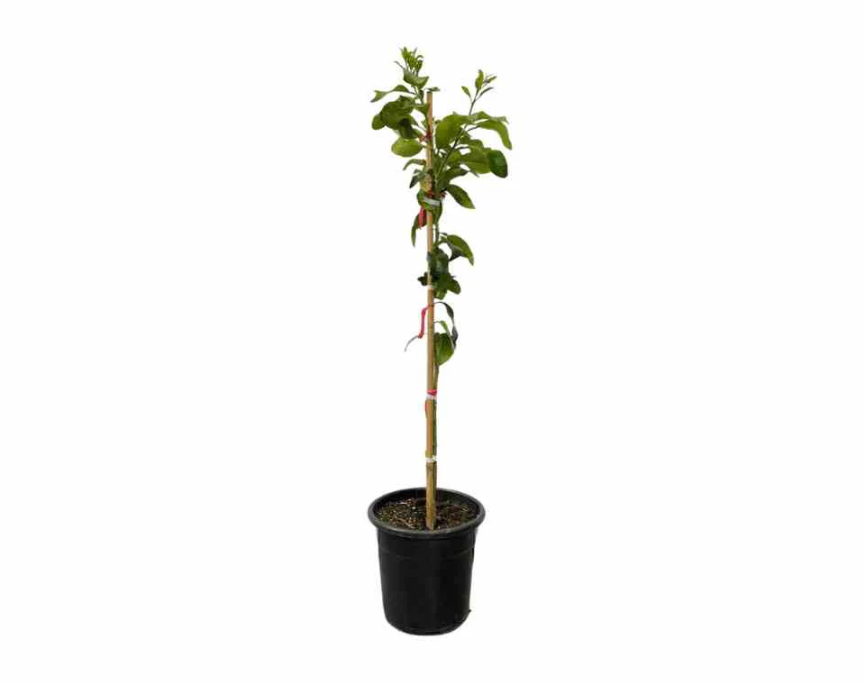 תמונה ממוזערת 1