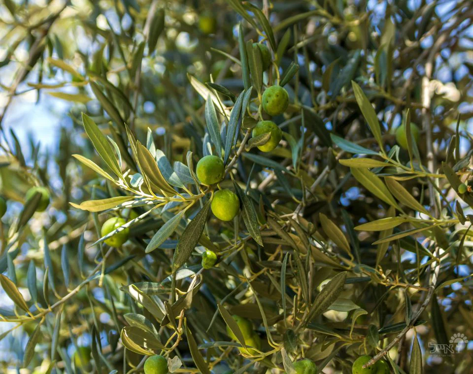 תמונה ממוזערת 1