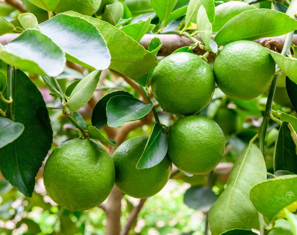 תמונה ממוזערת 1