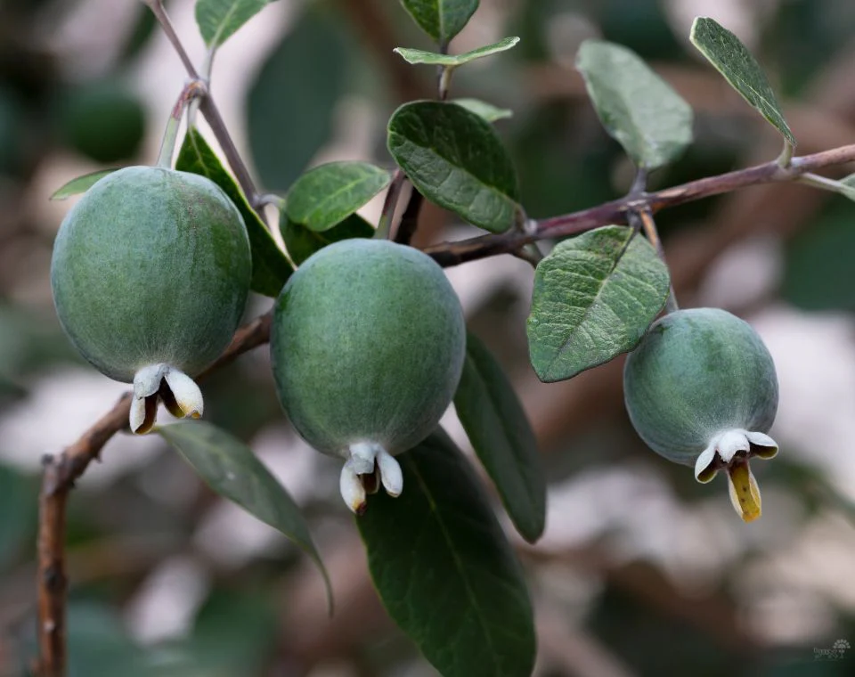 תמונה ממוזערת 1